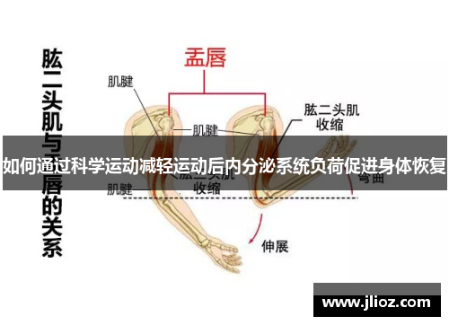 如何通过科学运动减轻运动后内分泌系统负荷促进身体恢复